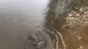 Рыбалка на ОКЕ ОСЕНЬЮ / НА ЧТО СЕЙЧАС КЛЮЁТ ???