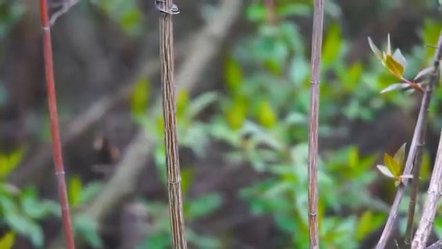 Музыка, чтобы исцелить все тело, душевную боль и духовную боль • Успокойте разум смотреть онлайн