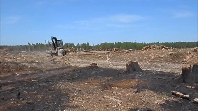 Вырубка леса в Поварово Солнечногорский район, Московская область, май 2016 г