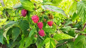 Ремонтантная малина Атлант, сигнальный урожай в очень сухое и жаркое лето, первые впечатления