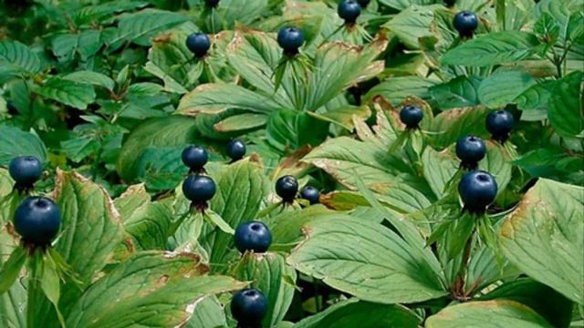 Опасные Растения о Которых Вы не Знали! смотреть онлайн