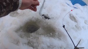 Маленькая речушка, отличный улов