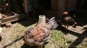 Билефельдер куры и цыплята.