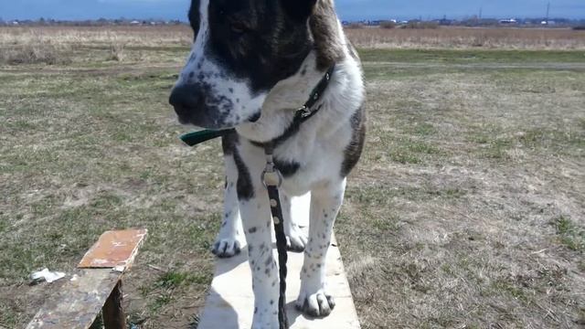 Алабай 6 месяцев. смотреть онлайн