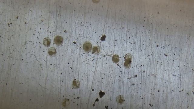 Самый правильный способ разведение аквариумных рыбок с научным подходом. ПОЛНАЯ ИНСТРУКЦИЯ! смотреть онлайн