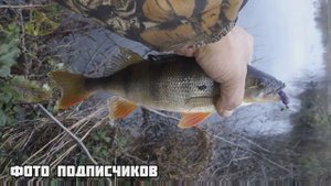 Ловлю крупного окуня в октябре и ноябре и по многу. Расскажу свой опыт. Всегда с рыбой осенью