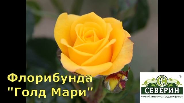 Шикарные розы Братьев Топалович из Сербии. Группа: флорибунда смотреть онлайн