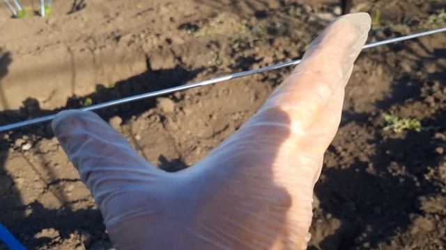 Покорми этим и ты раскачаешь свой саженец винограда так, что тебе не поверит опытный виноградарь. смотреть онлайн