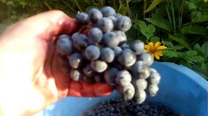 Виноград Одесский Черный. Алиберне.