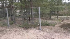 Сетка рабица в ПВХ покрытии. Забор.