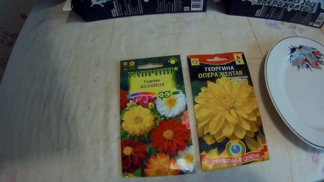 георгина и гацания выращивание из семян дача под Архангельском смотреть онлайн