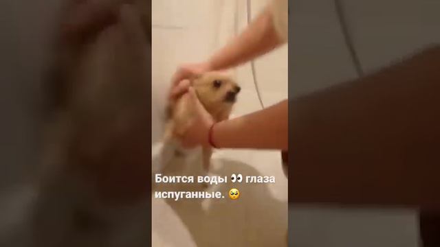 Приколы от чихуахуа #dog # собака #собаки #чихуахуа