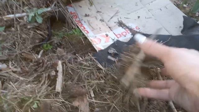 ??Как я делала клумбу⚒️?22.04. #клумбасвоимируками #луковичныецветы #хвойныерастения