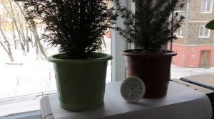 Ель Коника и кипарисовик Элвуди в горшках на подоконнике: год спустя.