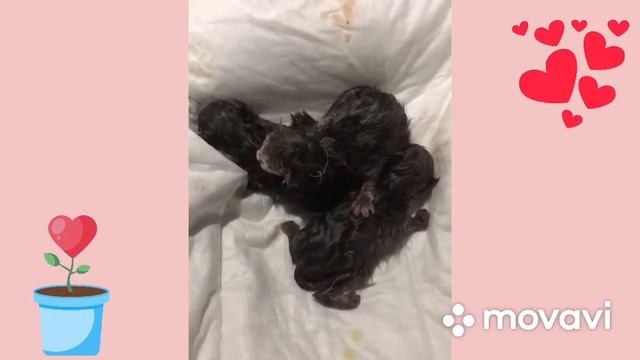 Невероятно милые! Подобранные новорожденные котята спасены! смотреть онлайн