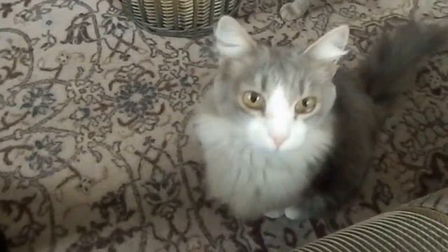 Приколы с котами и кошками для поднятия настроения! коты и корзина /Cats fighting смотреть онлайн