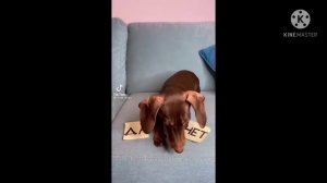 чапитосики 1 ВИДЕО (TIKTOK) миф серия 1