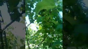 личинки божьих коровок спасают калину от гусениц