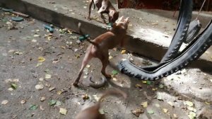 Игры щенков питбуля переходят в драку!!! Питбуль Спайк ведёт себя как вожак!!!