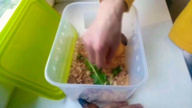 МАДАГАСКАРСКИЕ ТАРАКАНЫ СБЕЖАЛИ