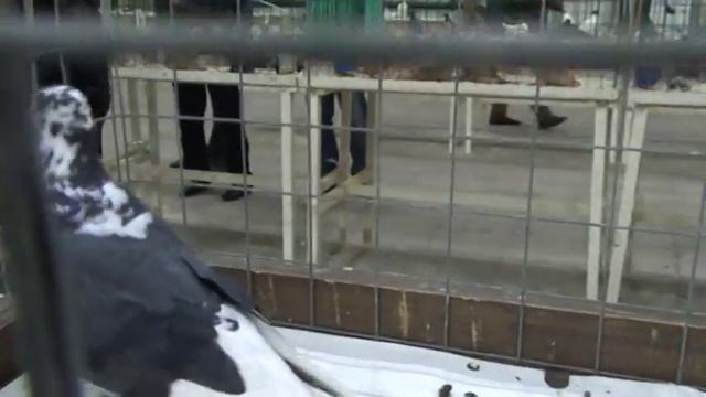 Чистые голуби в Сокольниках 2015 смотреть онлайн