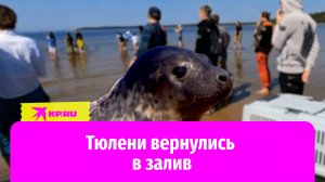 Спасённые тюлени вернулись в Финский залив: первые выпускники фонда друзей балтийской нерпы