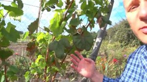 Почему у меня виноград не сладкий и плохо созревает