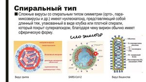 Вирусы | Строение нуклеокапсида | Типы симметрии | Микробиология