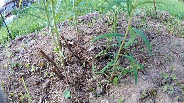 Как вырастить иван чай на дачном участке смотреть онлайн