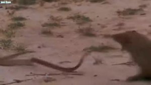Интригующее видео  про схватку мангуста и кобры.[HD]