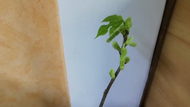Broussonetia papyrifera. Бруссонетия или Японская бумажная шелковица вариегатная, цветение