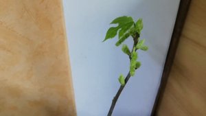 Broussonetia papyrifera. Бруссонетия или Японская бумажная шелковица вариегатная, цветение