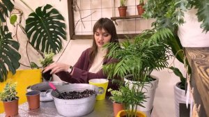 ПЛЮЩ / Хедера. Выбор, пересадка, уход и немного о приметах