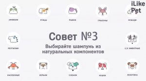 Как правильно выбрать шампунь для собаки: 5 советов