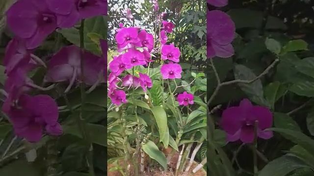 DENDROBIUM BIGIBBUM |COOKTOWN  #SHORTS