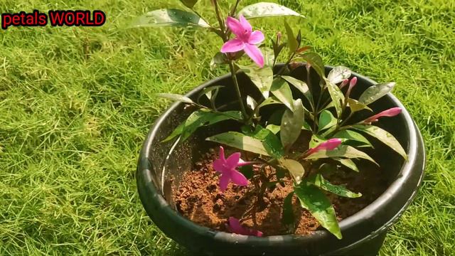 Indian beads/ tager pink/chandhini/petals WORLD/shooting star... смотреть онлайн