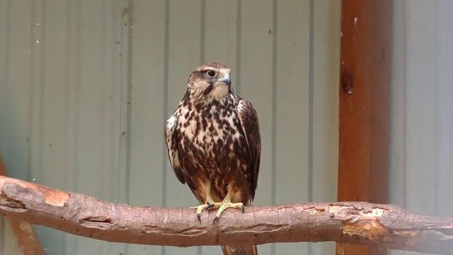 Экопарк ч. 3 Июнь 2021 Харьков смотреть онлайн