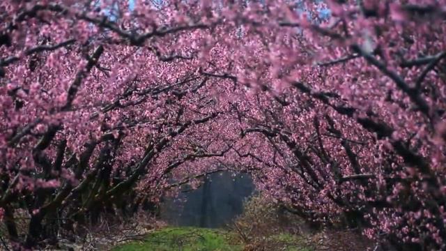 Релакс видео. Раслабляющее видео для сна, для релакса. Спокойная музыка. смотреть онлайн