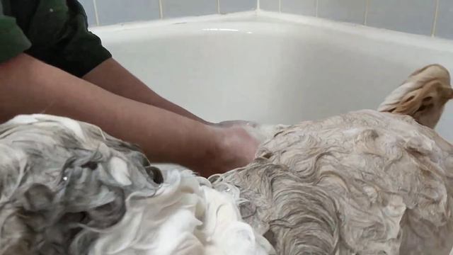 How to bathe a Shih Tzu or a Brachycephalic Breed смотреть онлайн