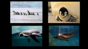 Удивительные, необычные и уникальные животные и растения. Видео для детей 5-8 лет.