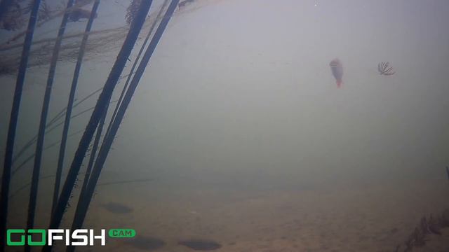 GO FISH CAM НАЧАЛО смотреть онлайн