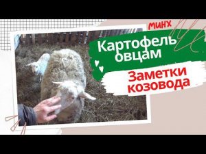 Можно ли давать картофель овцам