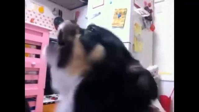 TOP 5 Funny dogs 2 смотреть онлайн