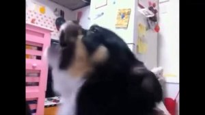TOP 5 Funny dogs 2