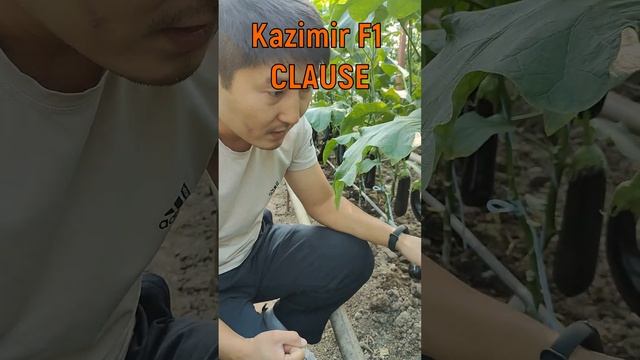 Баклажан Kazimir F1! Красивый, вкусный, урожайный! Обязательно его посадите !