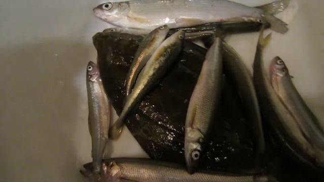 Корюшка с Белого моря смотреть онлайн