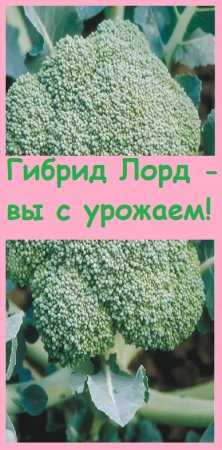 Если не можете вырастить БРОККОЛИ, значит вы неправильно подобрали сорт - показываю свою капусту