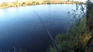 Ловля карпа (сазана) на поплавочную удочку