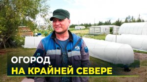 Зелень, перец, клубника: что выращивают на своих огородах ямальцы?