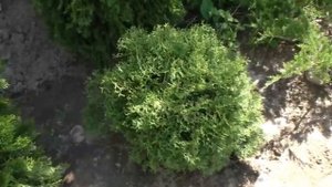 Какие удобрения для хвойных полезно использовать? Как и чем подкормить хвойные растения в саду?